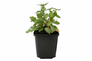 Sauge des bois Salvia nemorosa 'Ostfriesland' 5-10 Pot 9x9 cm (P9)
