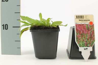 Sauge des bois Salvia nemorosa 'Rose Queen' 5-10 Pot 9x9 cm (P9)