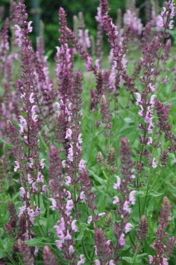 Sauge des bois Salvia nemorosa 'Rose Queen' 5-10 Pot 9x9 cm (P9) Salvia nemorosa 'Rose Queen'