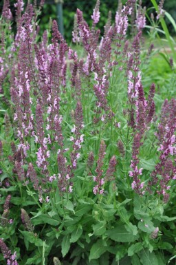 Sauge des bois Salvia nemorosa 'Rose Queen' 5-10 Pot 9x9 cm (P9) Salvia nemorosa 'Rose Queen'