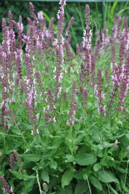 Sauge des bois Salvia nemorosa 'Rose Queen' 5-10 Pot 9x9 cm (P9)