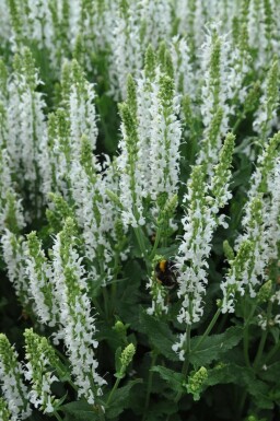 Sauge des bois Salvia nemorosa 'Schneehugel' 5-10 Pot 9x9 cm (P9)