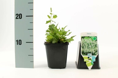 Sauge des bois Salvia nemorosa 'Schneehugel' 5-10 Pot 9x9 cm (P9)