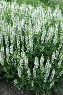 Sauge des bois Salvia nemorosa 'Schneehugel' 5-10 Pot 9x9 cm (P9)