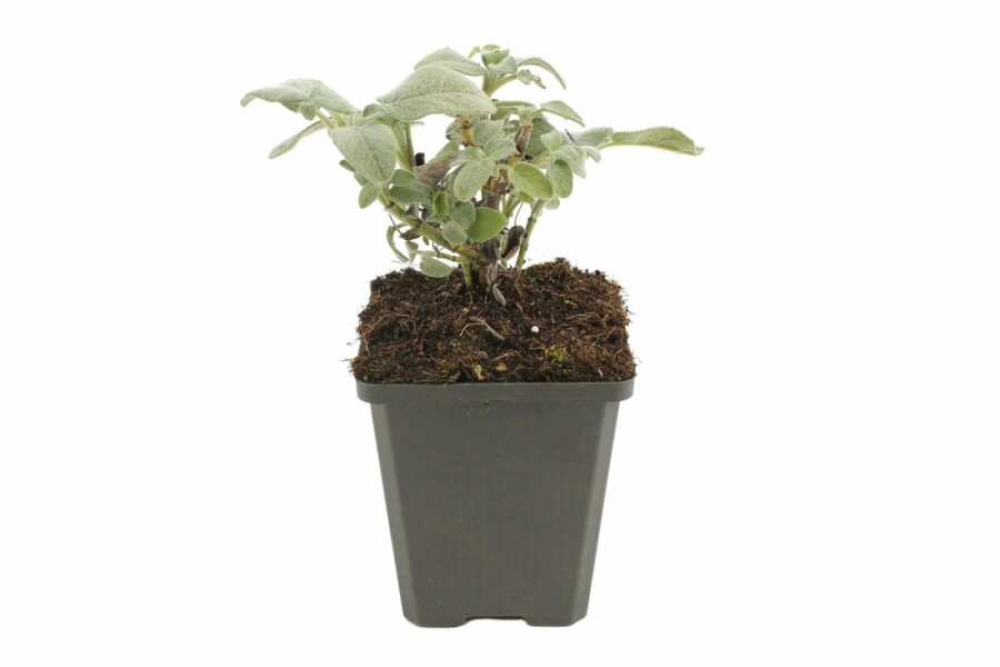 Sauge officinale Salvia officinalis 'Berggarten' 5-10 Pot 9x9 cm (P9) Salvia officinalis 'Berggarten'
