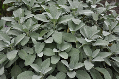 Sauge officinale Salvia officinalis 'Berggarten' 5-10 Pot 9x9 cm (P9) Salvia officinalis 'Berggarten'