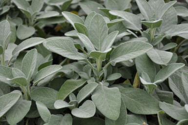 Sauge officinale Salvia officinalis 'Berggarten' 5-10 Pot 9x9 cm (P9) Salvia officinalis 'Berggarten'