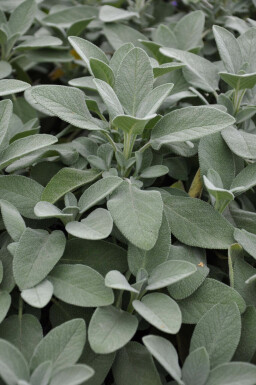 Sauge officinale Salvia officinalis 'Berggarten' 5-10 Pot 9x9 cm (P9) Salvia officinalis 'Berggarten'