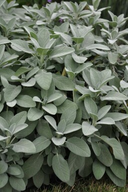 Sauge officinale Salvia officinalis 'Berggarten' 5-10 Pot 9x9 cm (P9) Salvia officinalis 'Berggarten'