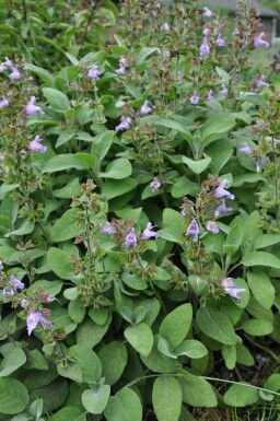 Sauge officinale Salvia officinalis 'Berggarten' 5-10 Pot 9x9 cm (P9) Salvia officinalis 'Berggarten'