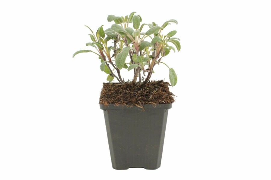 Sauge officinale Salvia officinalis 'Purpurascens' 5-10 Pot 9x9 cm (P9) Salvia officinalis 'Purpurascens'