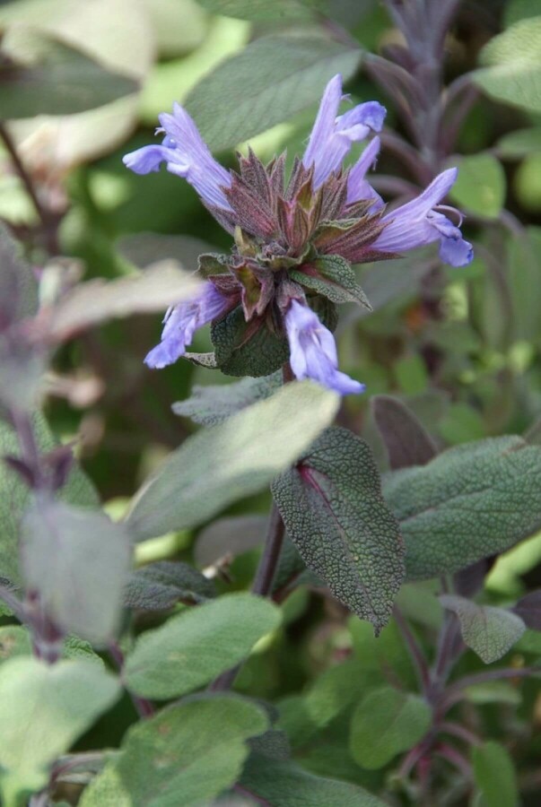 Sauge officinale Salvia officinalis 'Purpurascens' 5-10 Pot 9x9 cm (P9) Salvia officinalis 'Purpurascens'