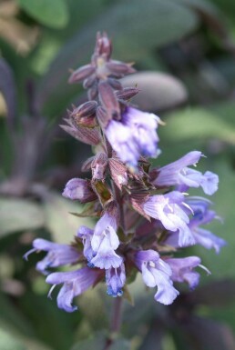 Sauge officinale Salvia officinalis 'Purpurascens' 5-10 Pot 9x9 cm (P9) Salvia officinalis 'Purpurascens'