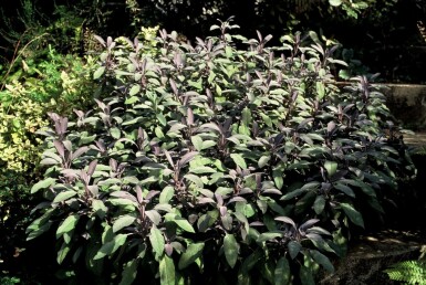 Sauge officinale Salvia officinalis 'Purpurascens' 5-10 Pot 9x9 cm (P9) Salvia officinalis 'Purpurascens'