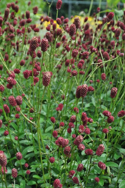 Sanguisorbe officinale Sanguisorba officinalis 'Tanna' 5-10 Pot 9x9 cm (P9) Sanguisorba officinalis 'Tanna'