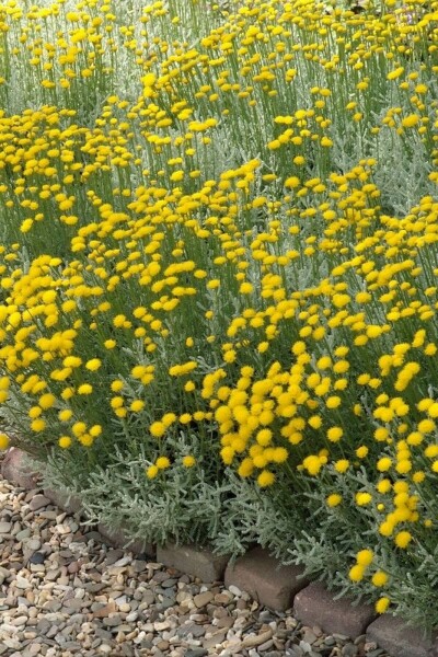 Santoline faux cyprès Santolina chamaecyparissus 10-15 Pot 2 l (C2) Santolina chamaecyparissus