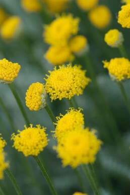 Santoline faux cyprès Santolina chamaecyparissus 10-15 Pot 2 l (C2) Santolina chamaecyparissus