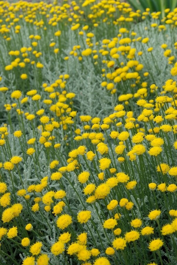 Santoline faux cyprès Santolina chamaecyparissus 5-10 Pot 9x9 cm (P9) Santolina chamaecyparissus