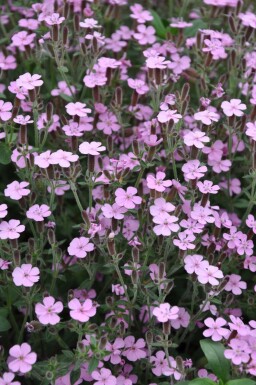 Saponaire faux basilic Saponaria ocymoides 5-10 Pot 9x9 cm (P9) Saponaria ocymoides