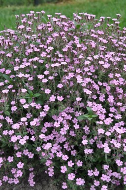 Saponaire faux basilic Saponaria ocymoides 5-10 Pot 9x9 cm (P9)