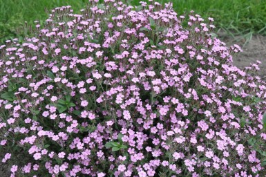 Saponaire faux basilic Saponaria ocymoides 5-10 Pot 9x9 cm (P9) Saponaria ocymoides