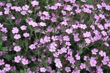Saponaire faux basilic Saponaria ocymoides 5-10 Pot 9x9 cm (P9) Saponaria ocymoides