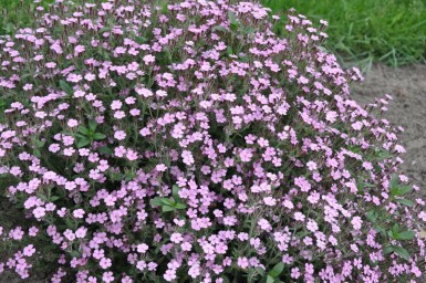 Saponaire faux basilic Saponaria ocymoides 5-10 Pot 9x9 cm (P9) Saponaria ocymoides