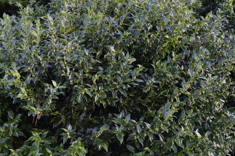 Sarcococca Sarcococca confusa Arbuste 15-20 Pot 1,3 l (P13) Sarcococca confusa arbuste 15-20 cm