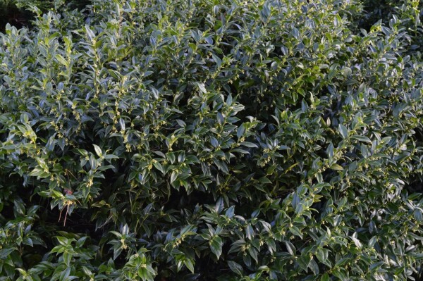 Sarcococca Sarcococca confusa Arbuste 20-30 Pot 2 l (C2) Sarcococca confusa arbuste 20-30 cm