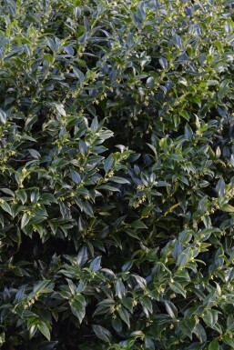 Sarcococca Sarcococca confusa Arbuste 20-30 Pot 2 l (C2) Sarcococca confusa arbuste 20-30 cm