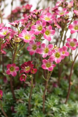 Saxifrage Saxifraga 'Peter Pan' 5-10 Pot 9x9 cm (P9) Saxifraga 'Peter Pan'