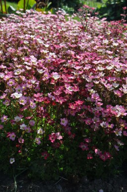 Saxifrage d’arends Saxifraga × arendsii 'Purpurteppich' 5-10 Pot 9x9 cm (P9) Saxifraga × arendsii 'Purpurteppich'