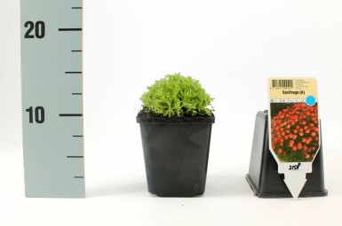 Saxifrage d’arends Saxifraga × arendsii 'Purpurteppich' 5-10 Pot 9x9 cm (P9) Saxifraga × arendsii 'Purpurteppich'
