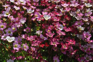 Saxifrage d’arends Saxifraga × arendsii 'Purpurteppich' 5-10 Pot 9x9 cm (P9) Saxifraga × arendsii 'Purpurteppich'