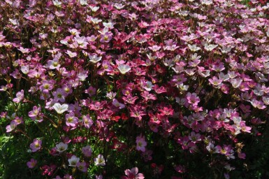 Saxifrage d’arends Saxifraga × arendsii 'Purpurteppich' 5-10 Pot 9x9 cm (P9) Saxifraga × arendsii 'Purpurteppich'