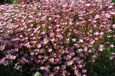 Saxifrage d’arends Saxifraga × arendsii 'Purpurteppich' 5-10 Pot 9x9 cm (P9)