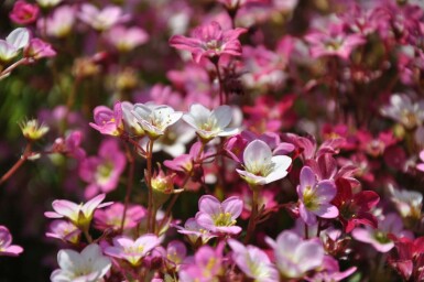 Saxifrage d’arends Saxifraga × arendsii 'Purpurteppich' 5-10 Pot 9x9 cm (P9)