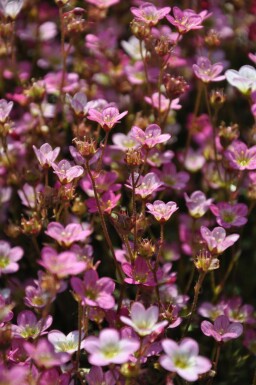 Saxifrage d’arends Saxifraga × arendsii 'Purpurteppich' 5-10 Pot 9x9 cm (P9) Saxifraga × arendsii 'Purpurteppich'
