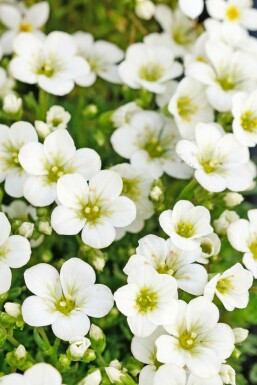Saxifrage d’arends Saxifraga × arendsii 'Schneeteppich' 5-10 Pot 9x9 cm (P9) Saxifraga × arendsii 'Schneeteppich'