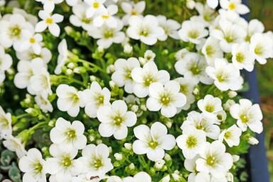 Saxifrage d’arends Saxifraga × arendsii 'Schneeteppich' 5-10 Pot 9x9 cm (P9)