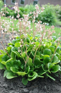 Saxifraga × urbium