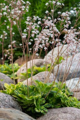 Saxifrage d'urbius Saxifraga × urbium 'Variegata' 5-10 Pot 9x9 cm (P9) Saxifraga × urbium 'Variegata'