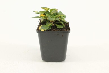 Saxifrage d'urbius Saxifraga × urbium 'Variegata' 5-10 Pot 9x9 cm (P9) Saxifraga × urbium 'Variegata'