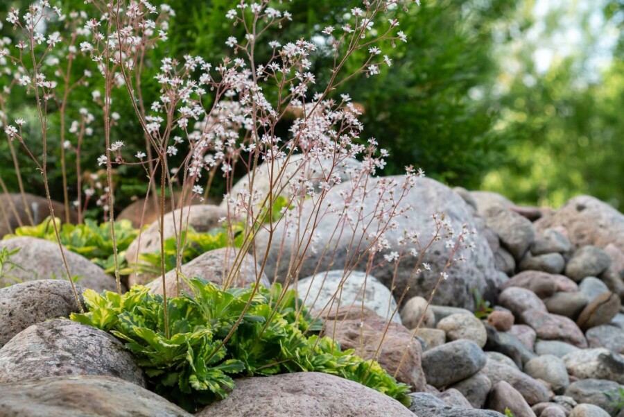 Saxifrage d'urbius Saxifraga × urbium 'Variegata' 5-10 Pot 9x9 cm (P9) Saxifraga × urbium 'Variegata'