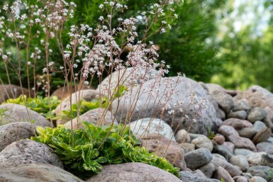 Saxifrage d'urbius Saxifraga × urbium 'Variegata' 5-10 Pot 9x9 cm (P9) Saxifraga × urbium 'Variegata'