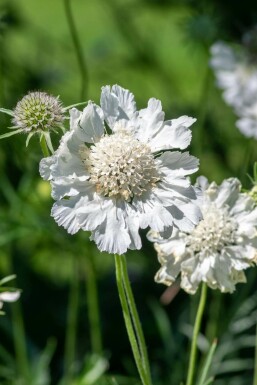 Scabieuse du Caucase Scabiosa caucasica 'Perfecta Alba' 5-10 Pot 9x9 cm (P9) Scabiosa caucasica 'Perfecta Alba'
