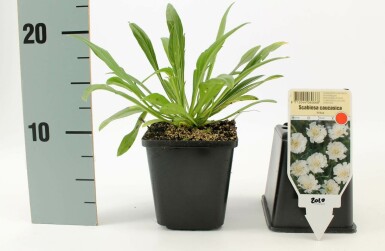 Scabieuse du Caucase Scabiosa caucasica 'Perfecta Alba' 5-10 Pot 9x9 cm (P9) Scabiosa caucasica 'Perfecta Alba'