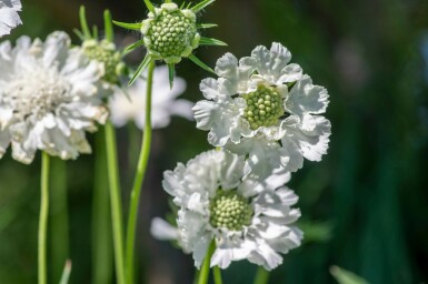 Scabieuse du Caucase Scabiosa caucasica 'Perfecta Alba' 5-10 Pot 9x9 cm (P9) Scabiosa caucasica 'Perfecta Alba'