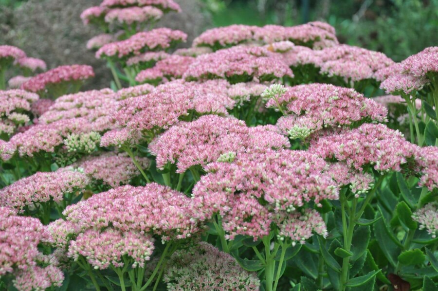 Orpin Sedum 'Herbstfreude' 10-15 Pot 2 l (C2) Sedum 'Herbstfreude'
