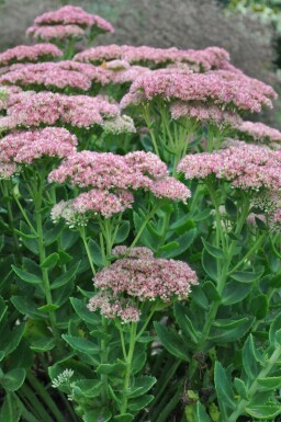 Orpin Sedum 'Herbstfreude' 10-15 Pot 2 l (C2) Sedum 'Herbstfreude'